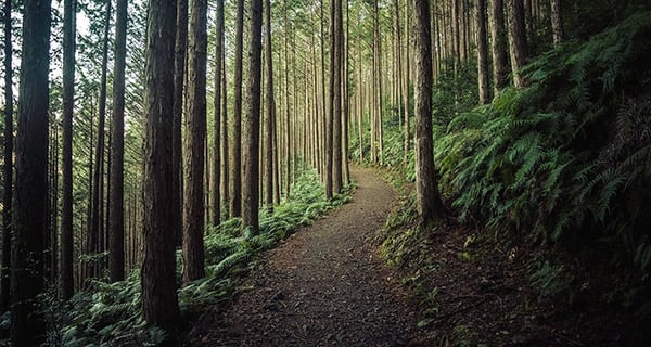 Path through wood